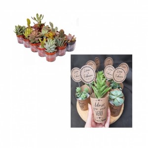 SUCULENTAS PERSONALIZADAS-Suculentas